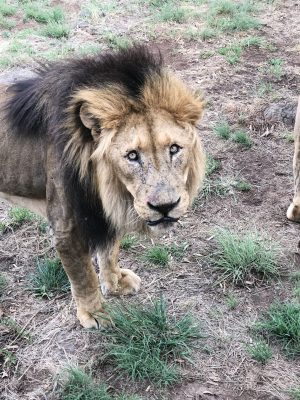 Big Lion Safari