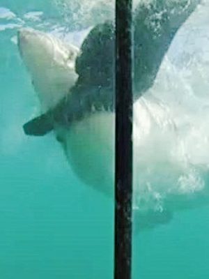 Great White Shark Dive