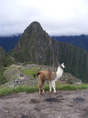 Hang with the Llamas in Cusco, Peru