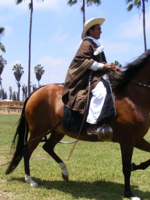 Ride a Stallion in Peru