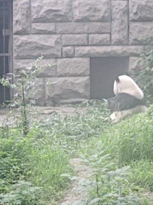 Visit the Giant Pandas