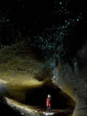Glow Worm Caves, Hamilton, New Zealand