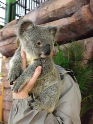 Koala Bears in Sunshine Coast, Australia