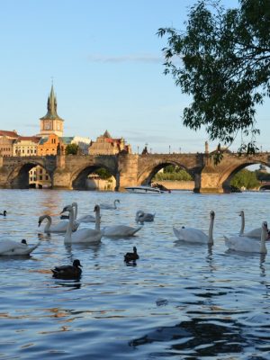 Feed the Swans in Prague, Czech Republic